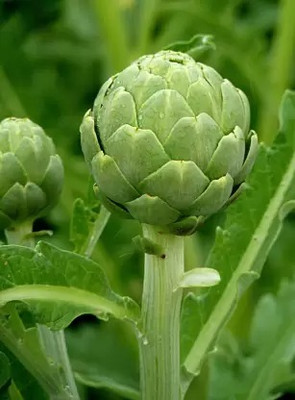 Aro Artichoke Seed(40 per packet)