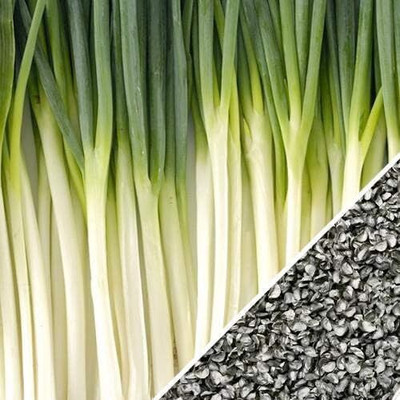 WILLVINE Tokyo Long White Bunching Onion Seed(30000 per packet)