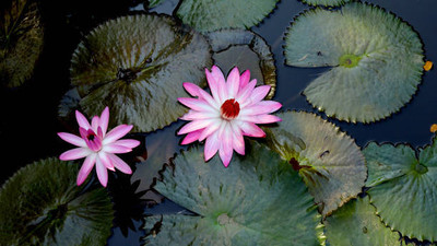 Oliver lotus,kamal gatta Seed(14 per packet)