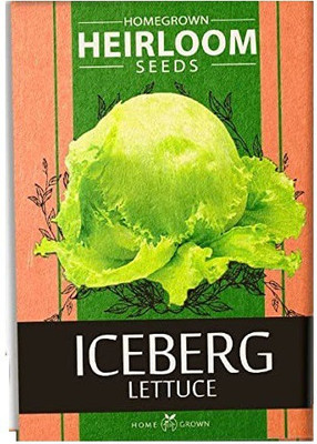 CYBEXIS VVI-4 - Iceberg Lettuce - (150 Seeds) Seed(150 per packet)