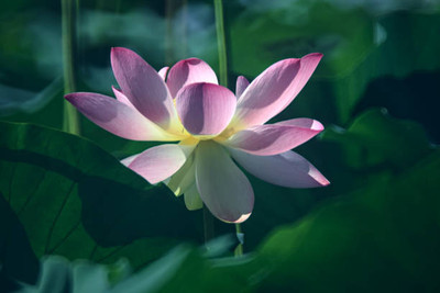 Digikida lotus,kamal gatta Seed(15 per packet)