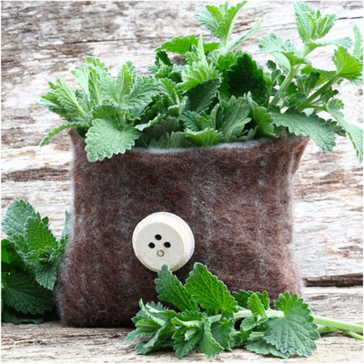 VibeX XLR-74 - Catnip (Nepeta cataria) - (4500 Seeds) Seed(4500 per packet)