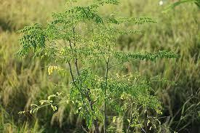 ibains Moringa seeds pkm70 Seed(158 per packet)
