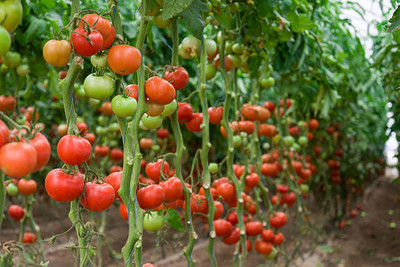 everlite tomato Seed(60 per packet)