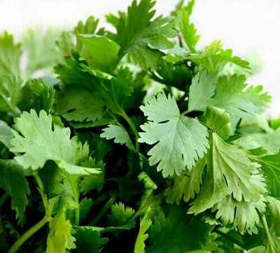 ZIXA Coriander Cilantro (Coriandrum sativum) Seed(2000 per packet)