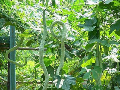 AMAJIT Hybrid Snake gourd/Chichinga/Pudalangai/Chillatai seeds for Home gardening(26) Seed(26 per packet)