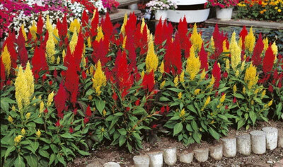 ZIXA CELOSIA CENTURY MIX Seed(50 per packet)