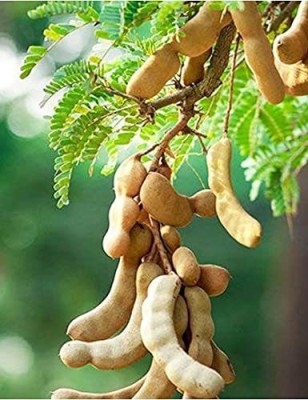 KANAYA IMLI KE BEEJ / TAMARIND SEEDS IMLEE KE BEEJ FOR Home Gardening Seed(18 per packet)