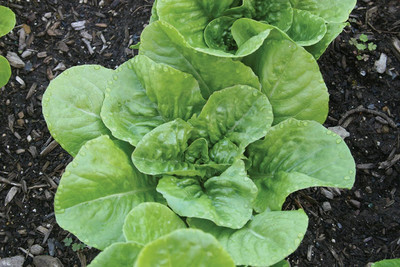 Qualtivate KGF -532 Little Caesar Lettuce Seeds Seed(200 per packet)