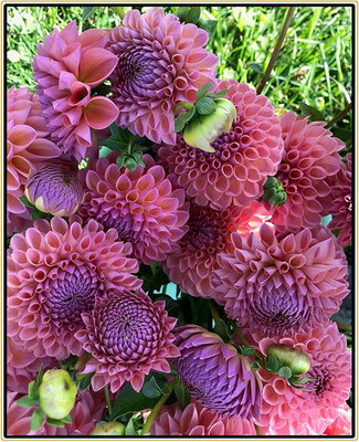 CYBEXIS VXI-19 - Dinner Plate Dahlia Decoration - (180 Seeds) Seed(180 per packet)