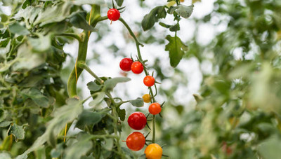 XOLDAA tomato Seed(110 per packet)