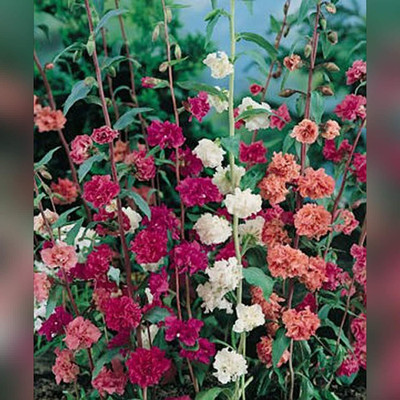 Aywal Clarkia F1 Hybrid Flower Seed(70 per packet)
