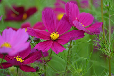 CYBEXIS Cosmos - BIPINNATUS - Dazzler Seed(1 g)