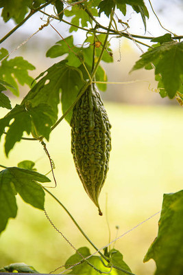 Kodali Hybrid F1 Bitter Gourd Seed Pack Of 23 Seed(23 per packet)