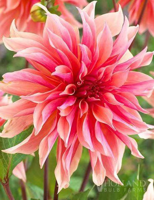 CYBEXIS VXI-36 - Labyrinth Decorative Dahlia - (60 Seeds) Seed(60 per packet)