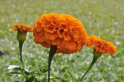 Aro Mari gold orange Seed(145 per packet)