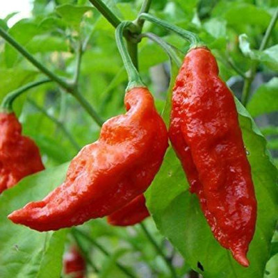 CYBEXIS Hybrid Ghost Peppers Seeds2000 Seeds Seed(2000 per packet)