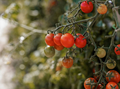 Heirloom Quality tomato Seed(70 per packet)