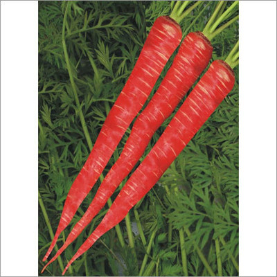 XOLDA Organic red carrot Seed(28 per packet)