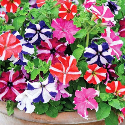the green dotcom double petunia flower seeds Seed(20 per packet)