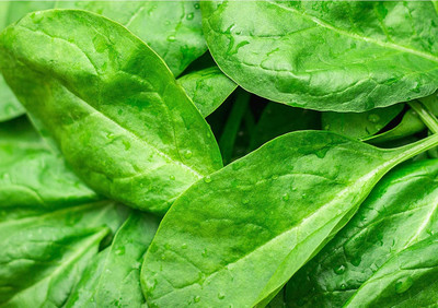 Qualtivate LXI-69 Viroflay Spinach Seed for Planting Seed(500 per packet)