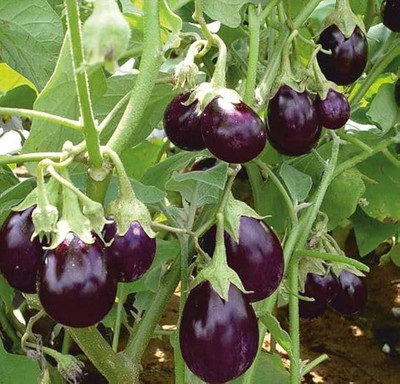 LIFELEX Mukta Kashi Round F1 Hybrid Brinjal Seeds, Dark Purple Brinjal Seed(45 per packet)