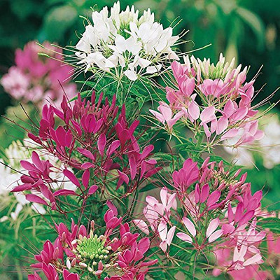 Aywal MIX CLEOME SPIDER Seed(100 per packet)