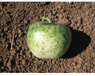 Jevik Apple-Gourd- Seed(150 per packet)