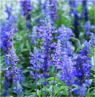 CYBEXIS XLR-6 - Blue Bedder Sage (Salvia farinacea) - (1350 Seeds) Seed(1350 per packet)