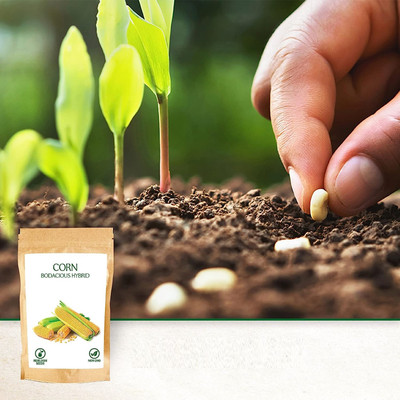 WILLVINE AMR -XI F1 Hybrid Navin Sweet Corn -[100g] Seed(400 per packet)