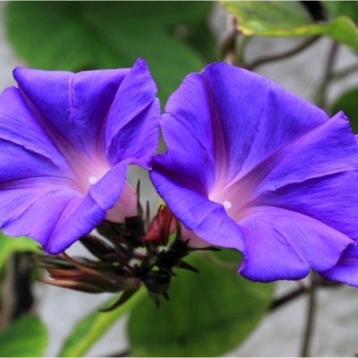 Quentova Morning Glory - Ipomea Blue-HQL-4C Seed(100 per packet)