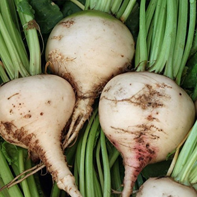 CRGO BEETROOT , CHUKANDAR Seed(120 per packet)
