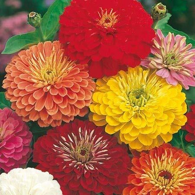 Lorvox Zinnia 'Scabiosa Flowered Seed(80 per packet)