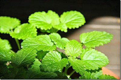 LPR PUDINA,MINT Seed(50 per packet)