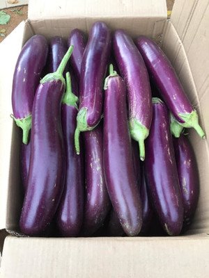 Avysa Brinjal Seed(250 per packet)