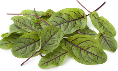 VibeX ® VXI-360 Red Veined Sorrel Seeds Seed(500 per packet)