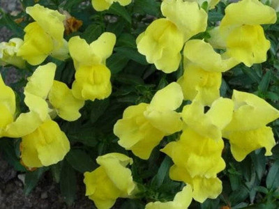 Lorvox Antirrhinum/Snapdragon/Dog Flower Dwarf Flower Seed(70 per packet)
