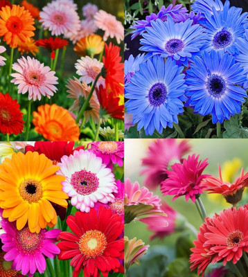 ibains Gerbera seeds for planting beez 12 Seed(12 per packet)