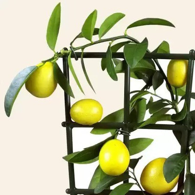 Chalisa Lemon, Nimbu Seed(10 per packet)