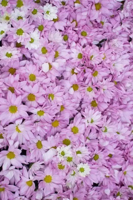MAA Aster Princess Seed(104 per packet)