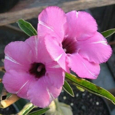 Qualtivate VXI-669 Thailand Desert Rose Adenium Obesum Seed(30 per packet)
