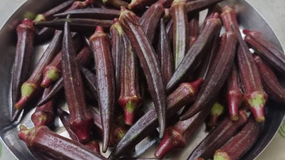 BDSresolve Red bhindi seeds hybrid for farming Seed(75 per packet)