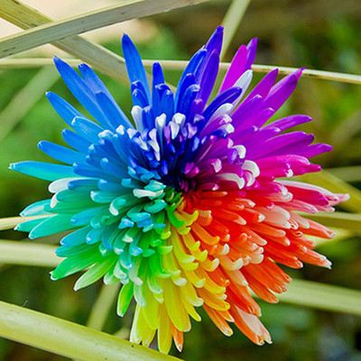 CYBEXIS Lightweight Colorful Mini Rainbow Chrysanthemum Seeds Seed(25 per packet)