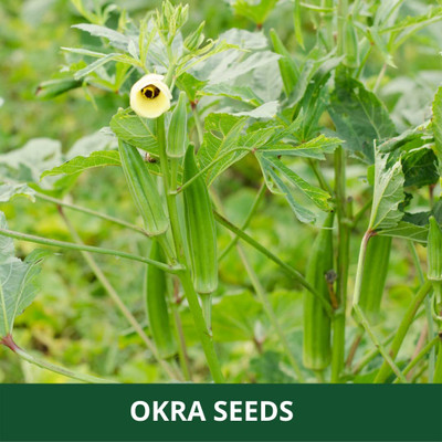 Qualtivate RES-5A Seven Lines Bhindi/Lady Finger Seeds Seed(350 per packet)