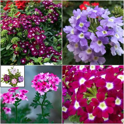 Flipkart SmartBuy Exotic Verbena Flower Mix Seed(25 per packet)