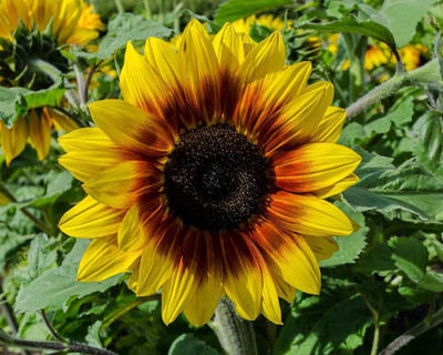 BDSresolve Sunflower seeds for garden PACK OF 11 Seed(11 per packet)