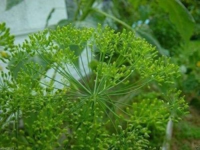 VibeX ® VXI-150 Dill Dukat Herb Seeds Seed(500 per packet)