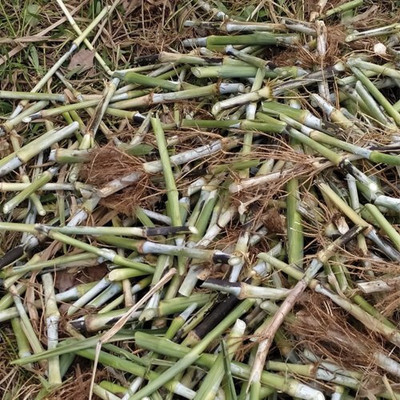BDSresolve Napier grass for planting/super napier grass stick for planting Seed(165 per packet)