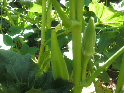 WILLVINE Giant Okra Seeds-[1000 Seeds] Seed(1000 per packet)