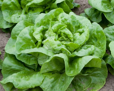 Qualtivate HYB-5A Buttercrunch Heirloom Lettuce Seeds Seed(300 per packet)